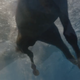 Image for article titled A Deep Dive Into This Burberry Commercial With a Horse and Adam Driver